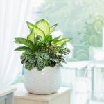 Chậu Cây Xanh Thiết Kế 023