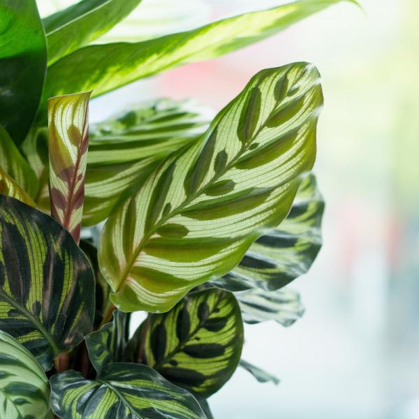 Chậu Cây Xanh Thiết Kế 023