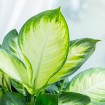 Chậu Cây Xanh Thiết Kế 023