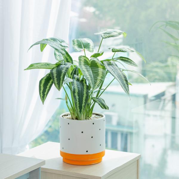 Chậu Cây Thiết Kế Mát Xanh 033