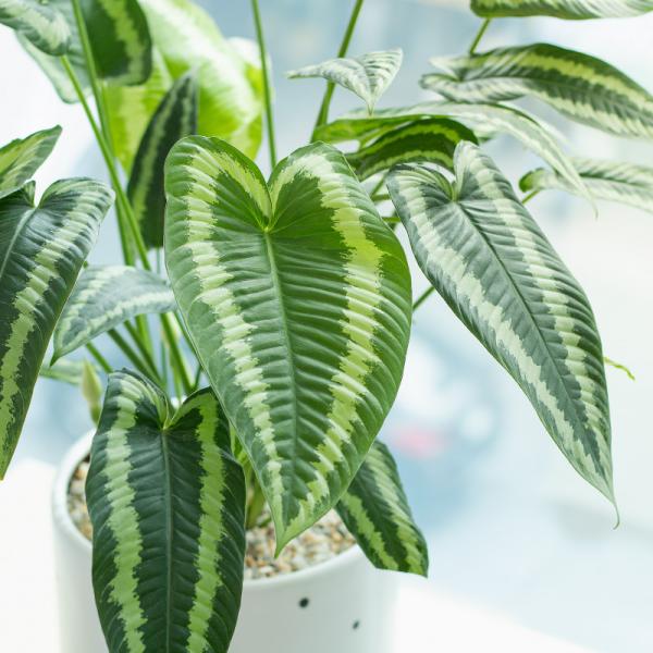 Chậu Cây Thiết Kế Mát Xanh 033