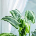 Chậu Cây Thiết Kế Mát Xanh 033