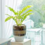 Chậu Cây Thiết Kế Mát Xanh 037