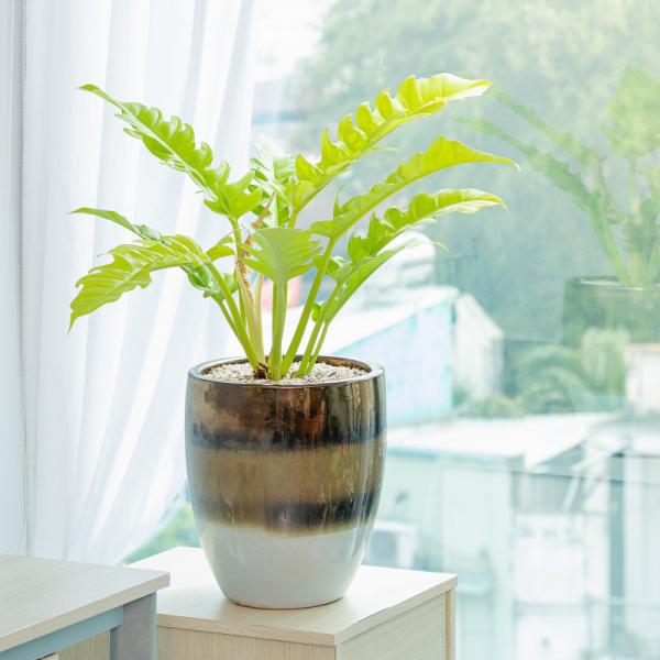 Chậu Cây Thiết Kế Mát Xanh 037