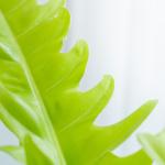 Chậu Cây Thiết Kế Mát Xanh 037