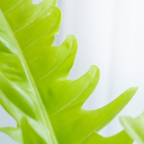 Chậu Cây Thiết Kế Mát Xanh 037