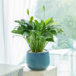 Chậu Cây Thiết Kế Mát Xanh 038