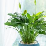 Chậu Cây Thiết Kế Mát Xanh 038