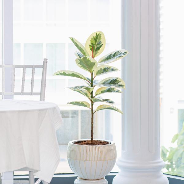 Chậu Cây Thiết Kế Đồng Xanh 047