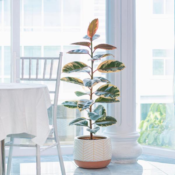 Chậu Cây Thiết Kế Đồng Xanh 047