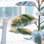 Chậu Cây Thiết Kế Đồng Xanh 047