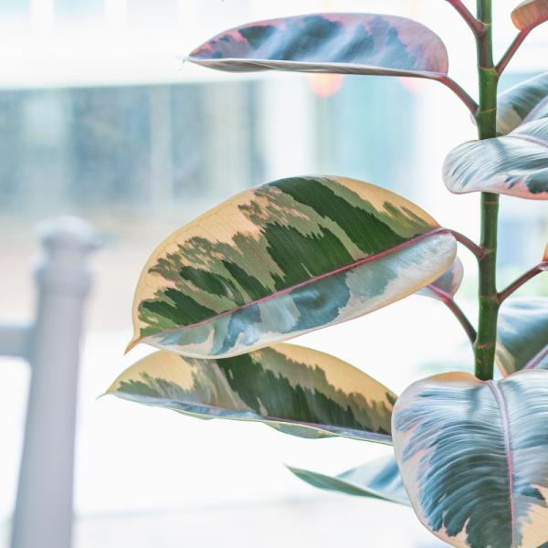 Chậu Cây Thiết Kế Đồng Xanh 047