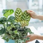 Chậu Cây Thiết Kế Mát Xanh 027