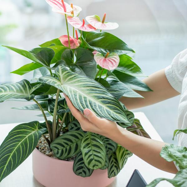 Chậu Cây Thiết Kế Mát Xanh 026