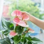 Chậu Cây Thiết Kế Mát Xanh 026