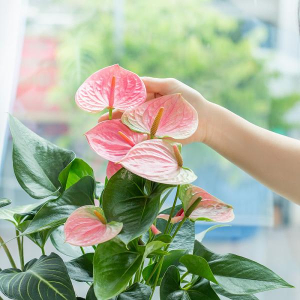 Chậu Cây Thiết Kế Mát Xanh 026