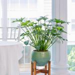 Chậu Cây Xanh Thiết Kế 005