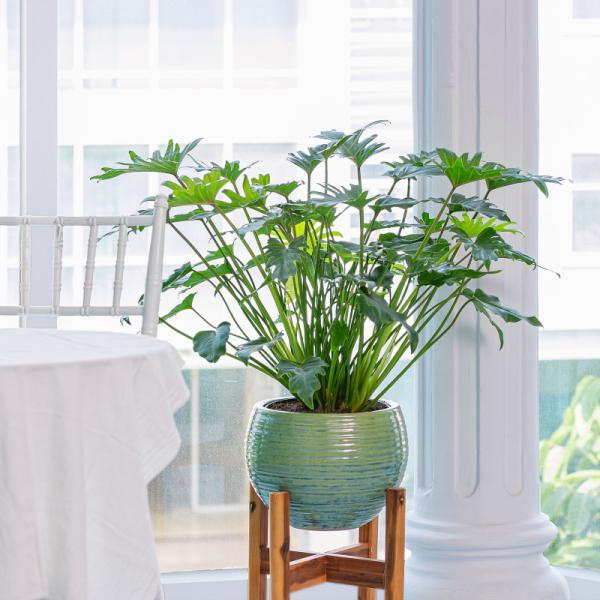 Chậu Cây Xanh Thiết Kế 005