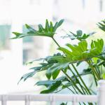 Chậu Cây Xanh Thiết Kế 005