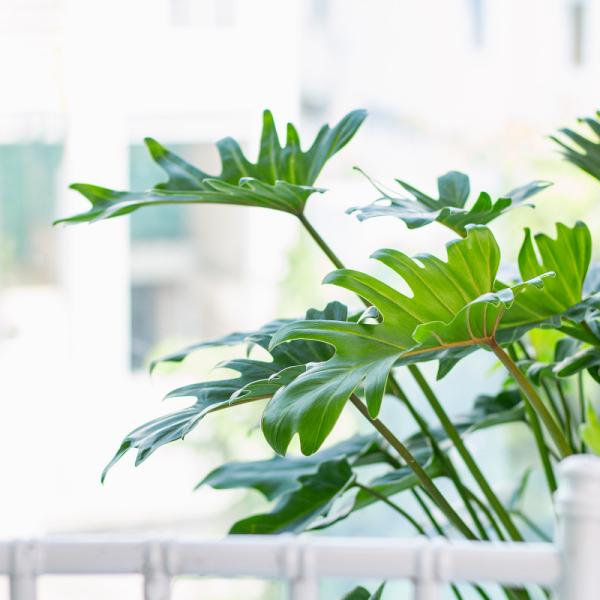 Chậu Cây Xanh Thiết Kế 005