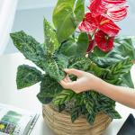 Chậu Cây Xanh Thiết Kế 021