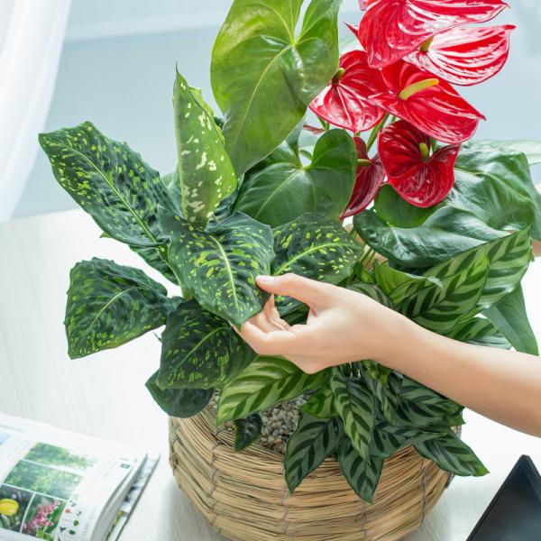 Chậu Cây Xanh Thiết Kế 021