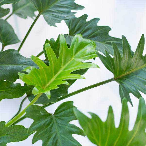 Chậu Cây Xanh Thiết Kế 005