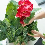 Chậu Cây Xanh Thiết Kế 021