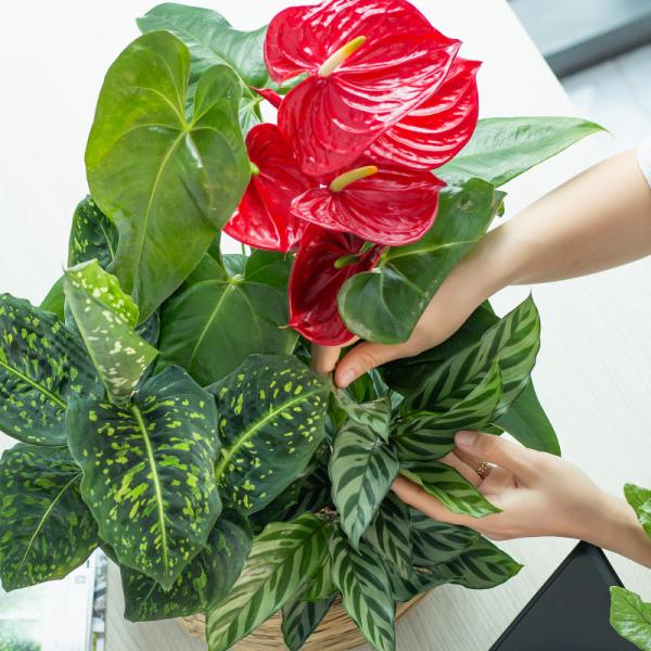 Chậu Cây Xanh Thiết Kế 021