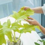 Chậu Cây Thiết Kế Mát Xanh 032