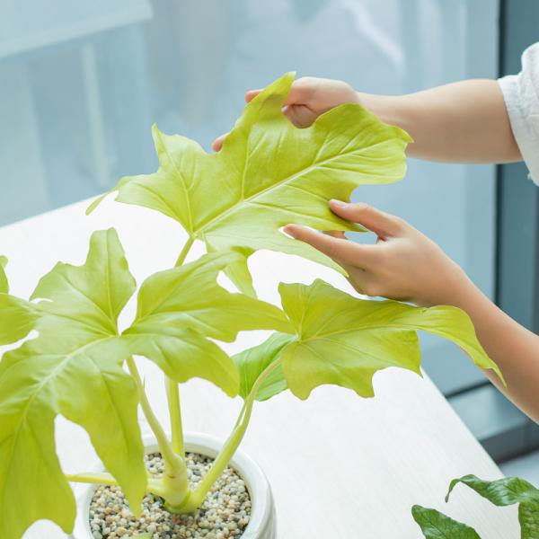 Chậu Cây Thiết Kế Mát Xanh 032