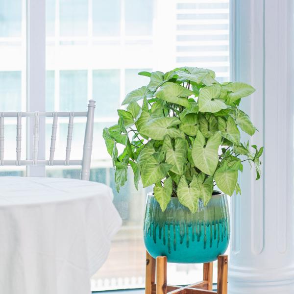 Chậu Cây Xanh Thiết Kế 006