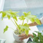 Chậu Cây Thiết Kế Mát Xanh 032