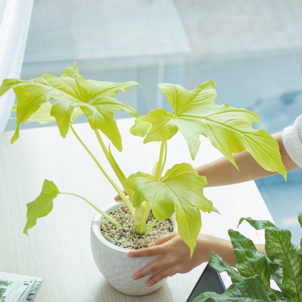 Chậu Cây Thiết Kế Mát Xanh 032