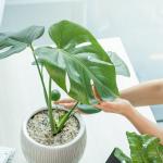 Chậu Cây Thiết Kế Mát Xanh 031