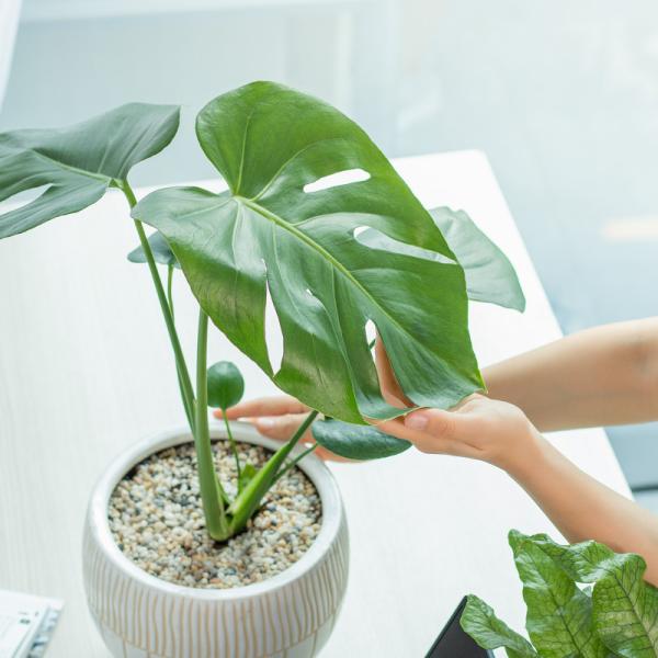 Chậu Cây Thiết Kế Mát Xanh 031