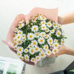 Chậu Hoa Thiết Kế Điều Ngọt Ngào 096