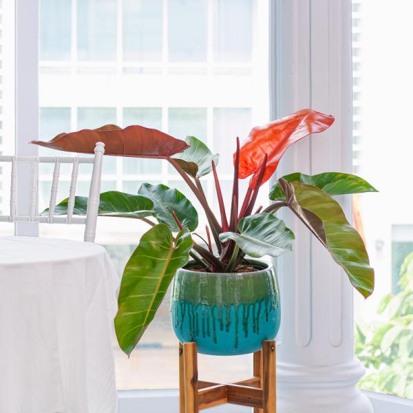 Chậu Cây Xanh Thiết Kế 004