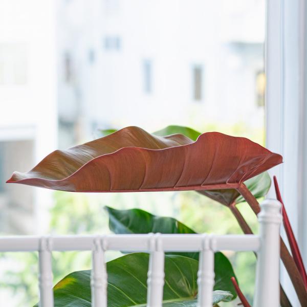 Chậu Cây Xanh Thiết Kế 004