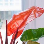 Chậu Cây Xanh Thiết Kế 004