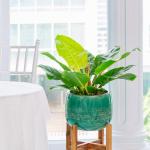 Chậu Cây Xanh Thiết Kế 003