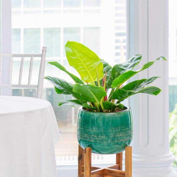 Chậu Cây Xanh Thiết Kế 003