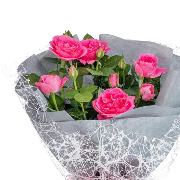 Chậu Hoa Thiết Kế Điều Ngọt Ngào 098