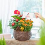 Chậu Hoa Thiết Kế Giáng Sinh Ngọt Ngào 172