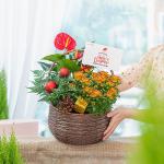 Chậu Hoa Thiết Kế Giáng Sinh Ngọt Ngào 172