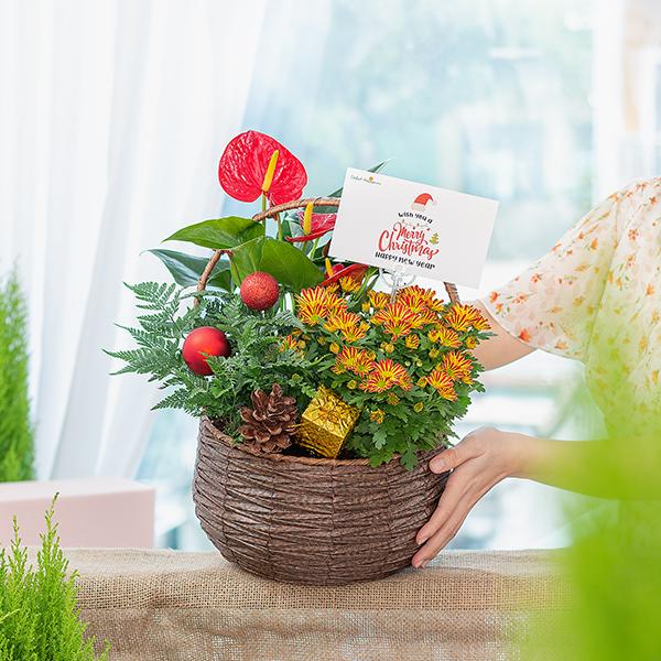 Chậu Hoa Thiết Kế Giáng Sinh Ngọt Ngào 172