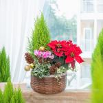 Chậu Hoa Thiết Kế Giáng Sinh Ngọt Ngào 174