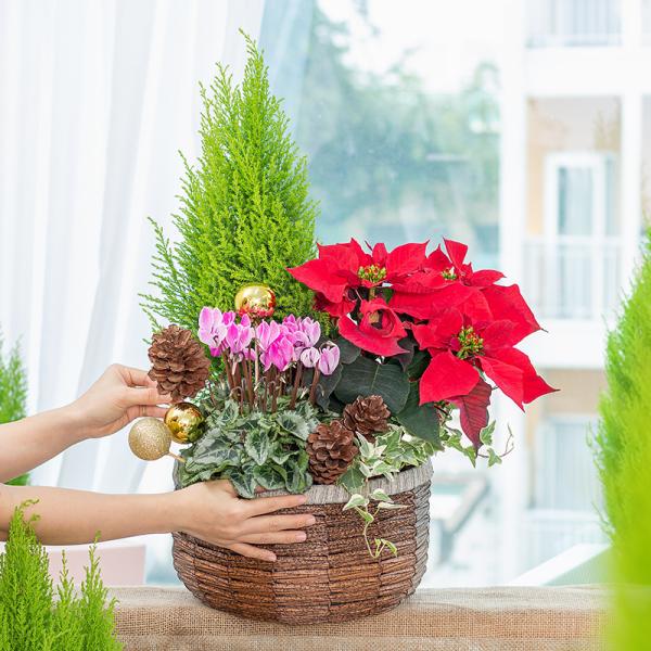 Chậu Hoa Thiết Kế Giáng Sinh Ngọt Ngào 174