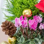 Chậu Hoa Thiết Kế Giáng Sinh Ngọt Ngào 174