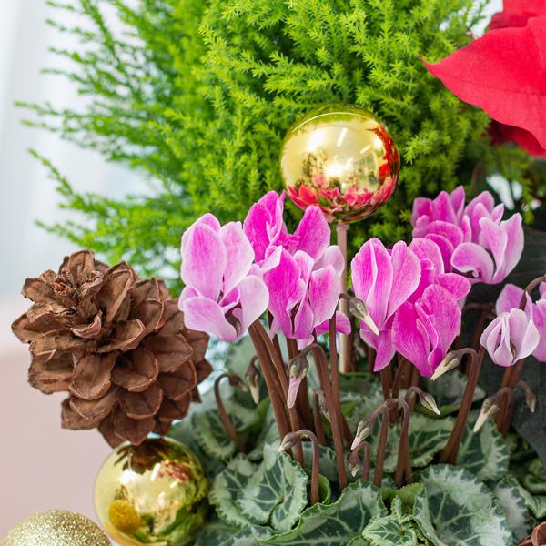 Chậu Hoa Thiết Kế Giáng Sinh Ngọt Ngào 174